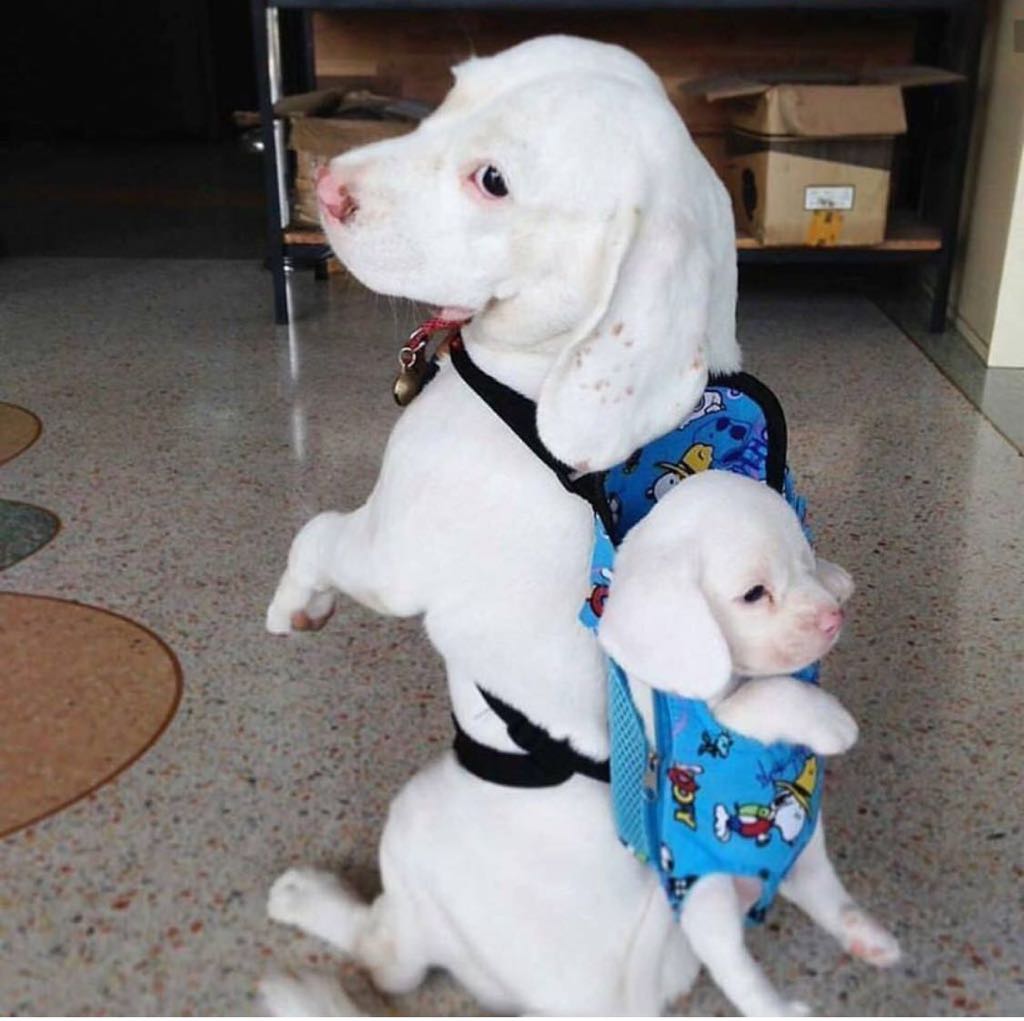 Viagem com animais de estimação