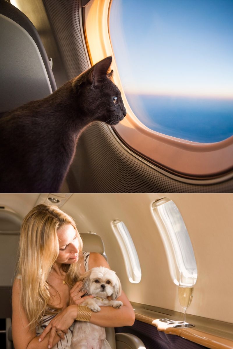 Viagem de avião com cães e gatos