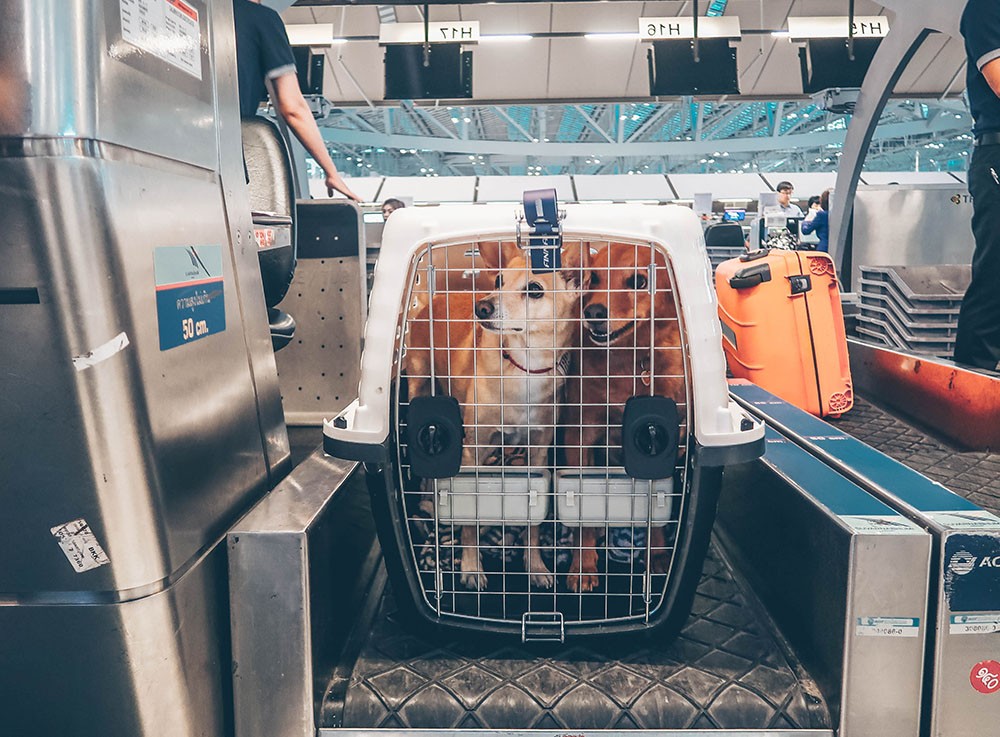 Como viajar para Portugal com cão e gato Como viajar para Portugal com cão e gato