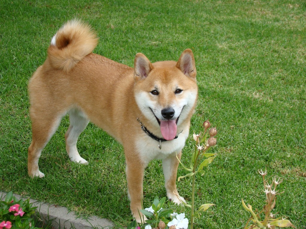 ry-1024x768 cães e gatos no japão