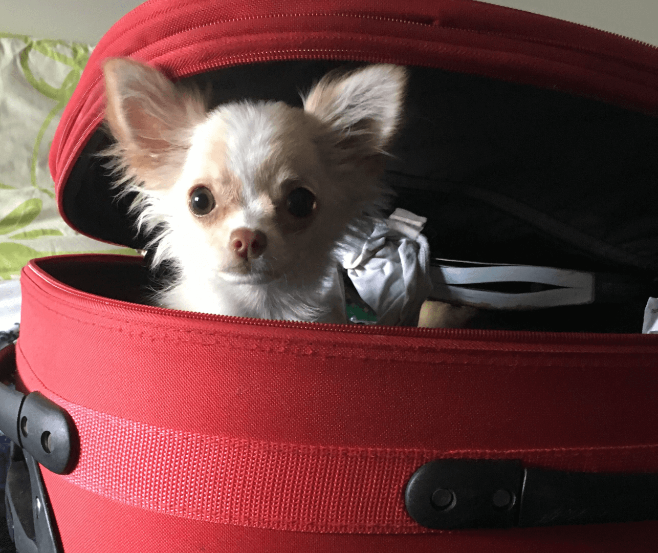 cachorro-na-mala