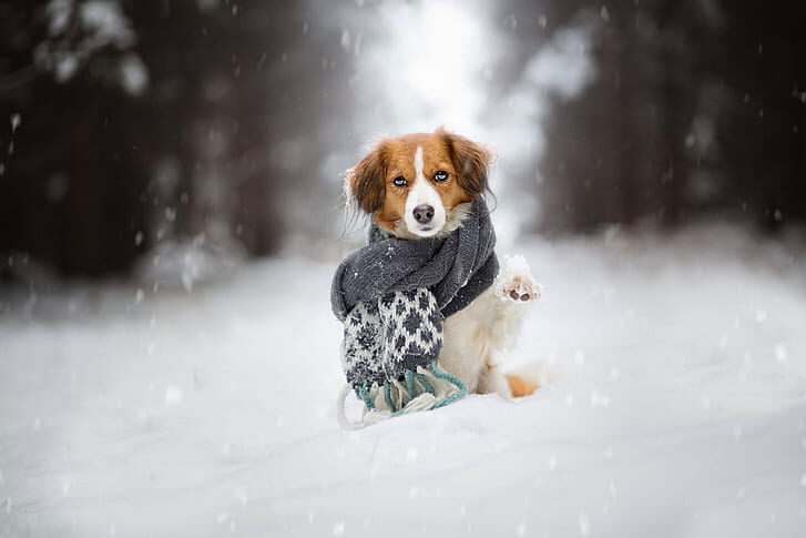 Viajar com o pet para a neve