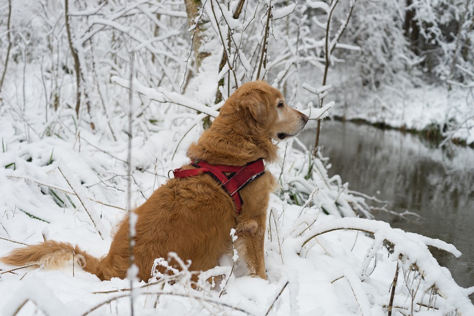 capa Viajar com o pet para a neve capa Viajar com o pet para a neve