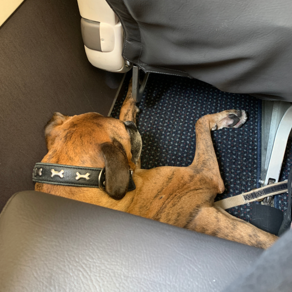 viajar com o pet de avião
