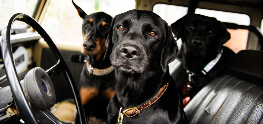 como viajar de carro com seu PET