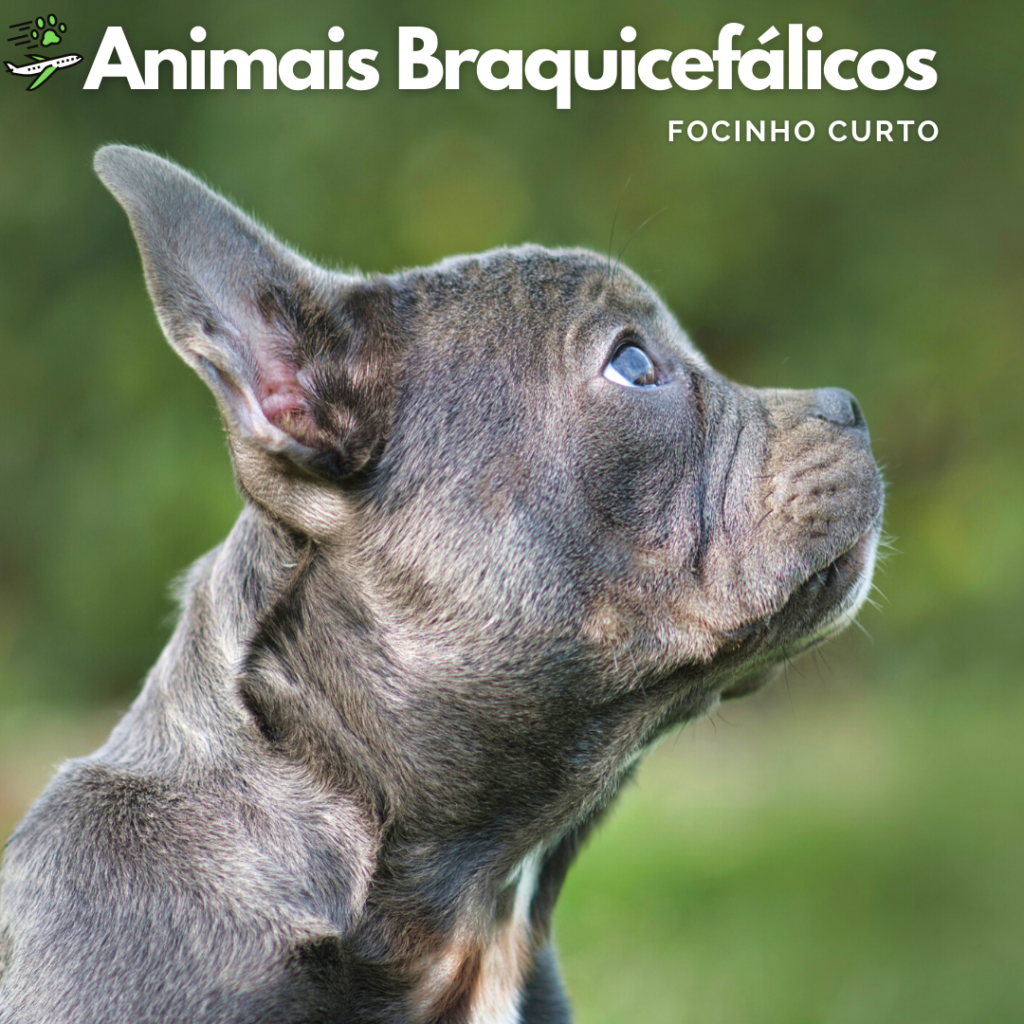 Animais Braquicefálicos ou Focinho Curto