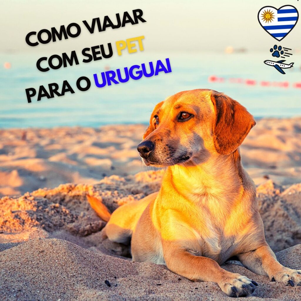 Viajar com cachorro ou gato para o Uruguai